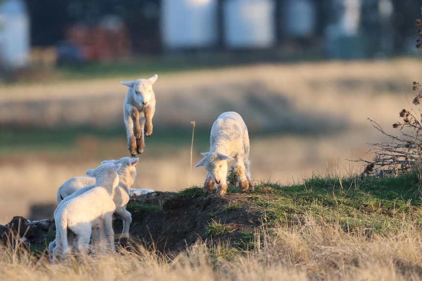 small lamb leaps over a boulder