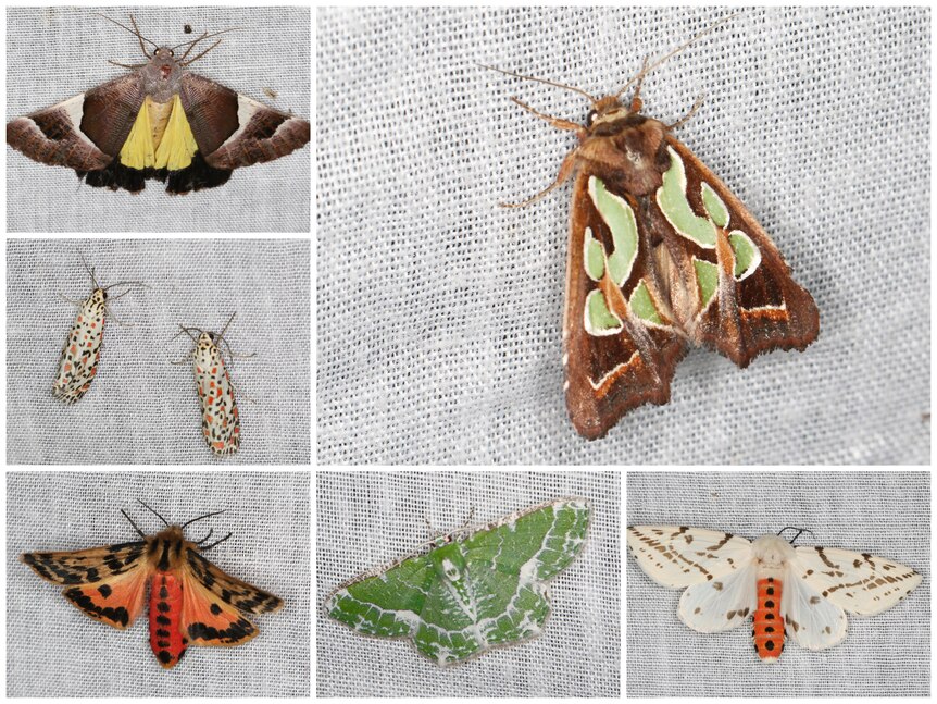Six different moths are displayed