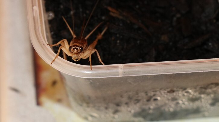 Close shot of large cricket sitting in container of dirt