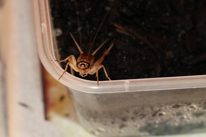 Close shot of large cricket sitting in container of dirt