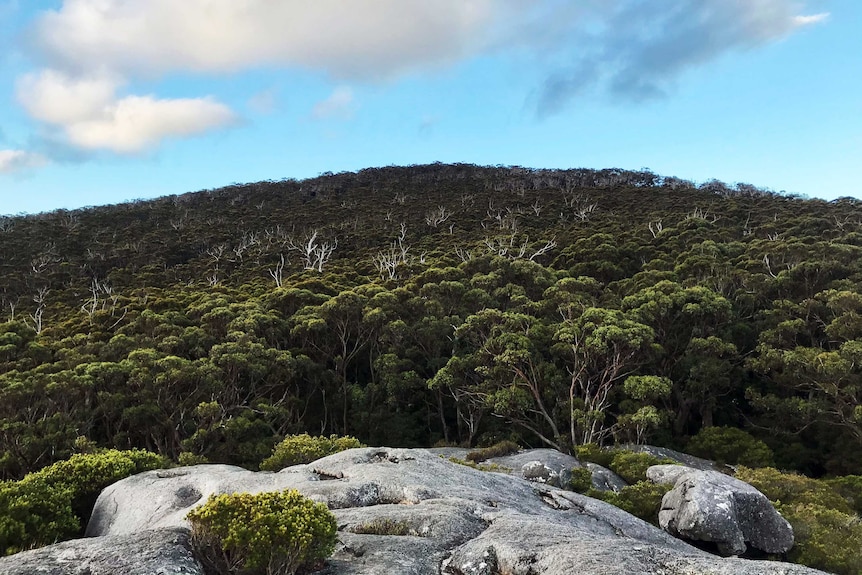 Thick forest and a granite outcrop in the foreground.