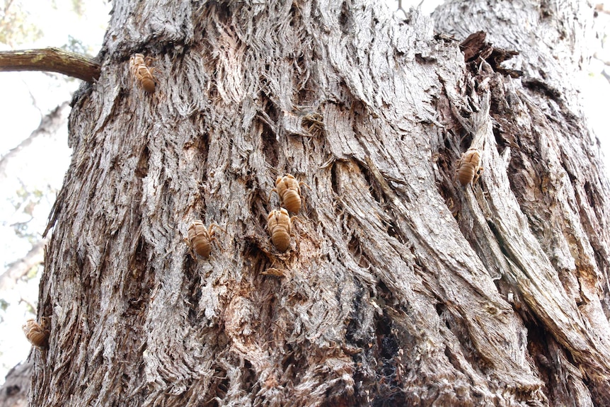 A close up of a cicada shells on a tree trunk.