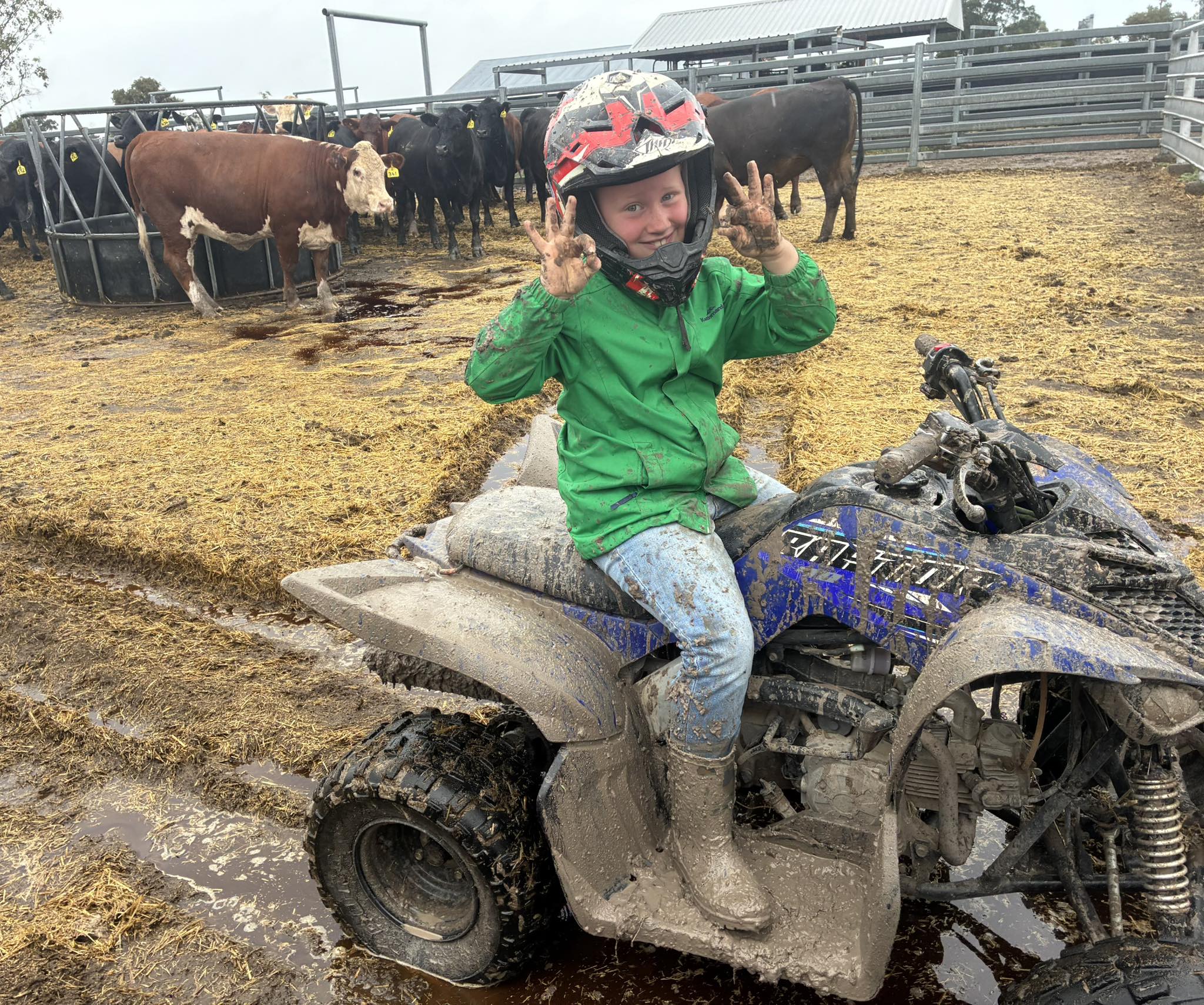 Un niño pequeño se sienta en un quad frente a las vacas. 