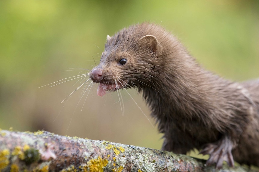 A small mink stands on a branch with its mouth open, in front of a green and lush background.