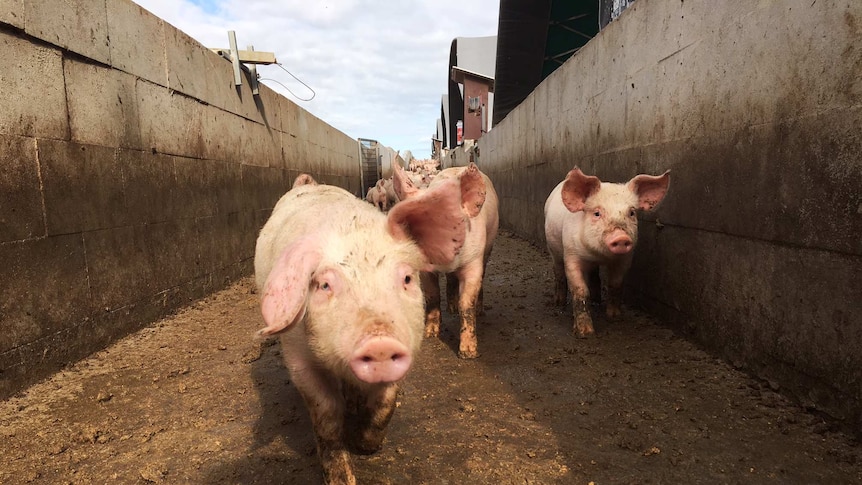 Pictures of pigs in yards.