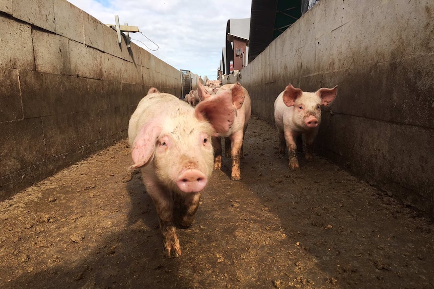 Pigs in a chute