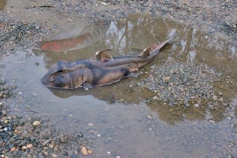 Small shark found in a puddle at One Tree Hill