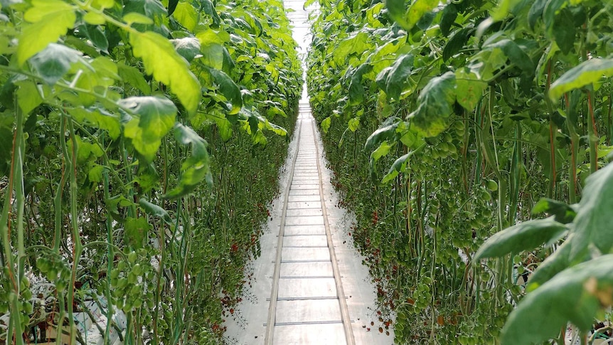 Tomatoes growing in a hydroponic greenhouse.