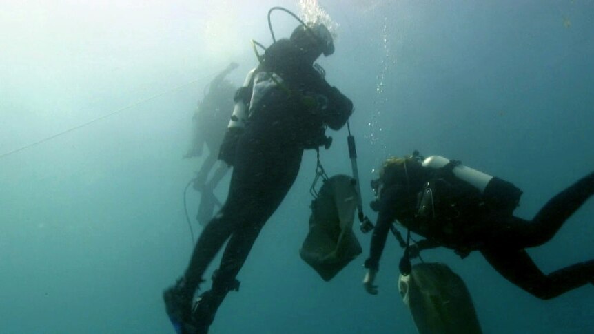 Two divers holding sacks off Rottnest WA February 10, 2014