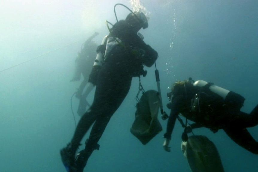 Two divers holding sacks off Rottnest WA February 10, 2014