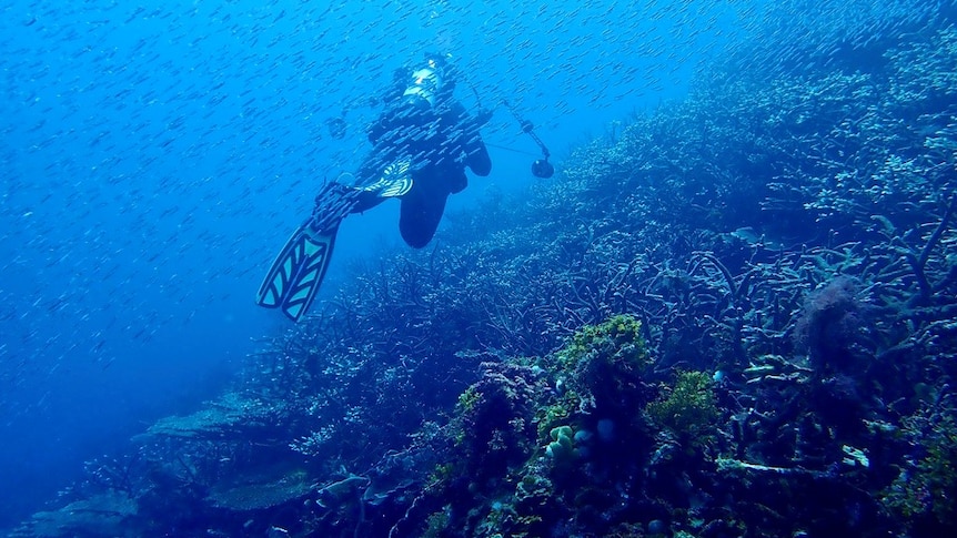 An underwater shot of a diver swimming away from the camera over a coral reef.