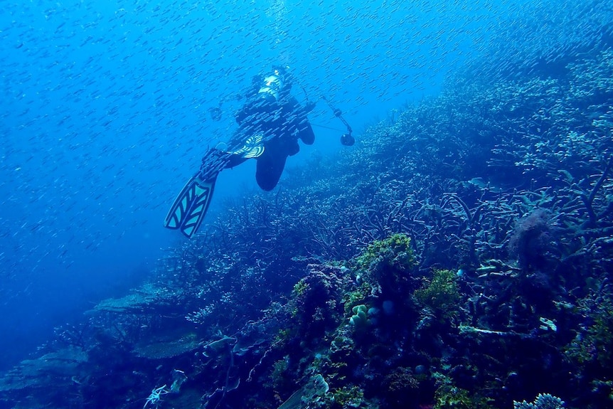 An underwater shot of a diver swimming away from the camera over a coral reef.