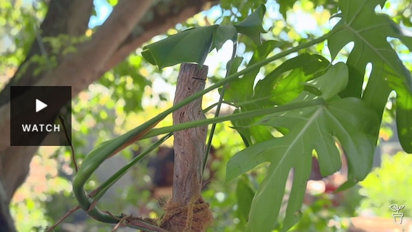 A monstera growing around a grow pole and tied with rope. Has Video.