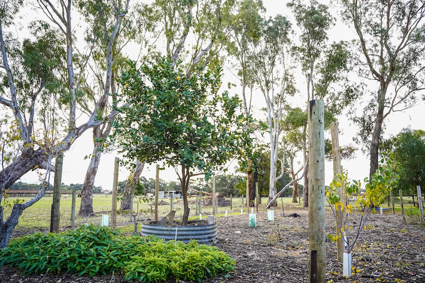 A mix of native and fruit trees line a large backyard.