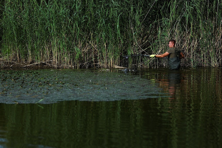 A volunteer uses a net on a pole to scoop dead fish floating near reeds along the bank of a dark river.