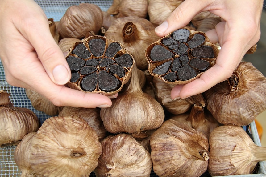 A close up of someone's hands holding a bulb of black garlic that has been cut in half, revealing the colour.