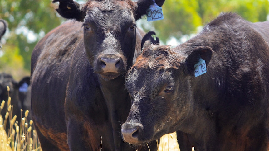 Angus steers in paddock