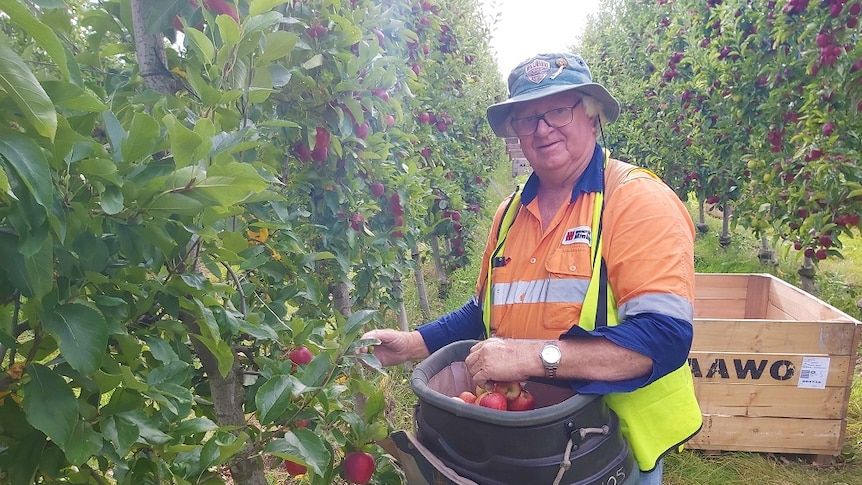 Older man in an apple orchard in Tasmania picking fruit.