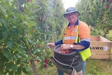 Older man in an apple orchard in Tasmania picking fruit.