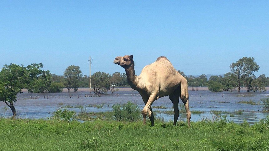 A camel seeks higher ground in Rockhampton