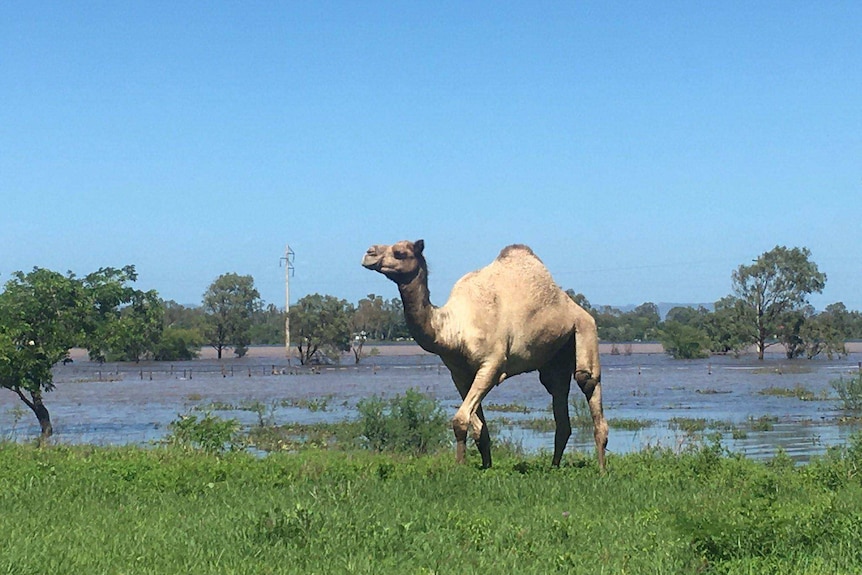 A camel seeks higher ground in Rockhampton