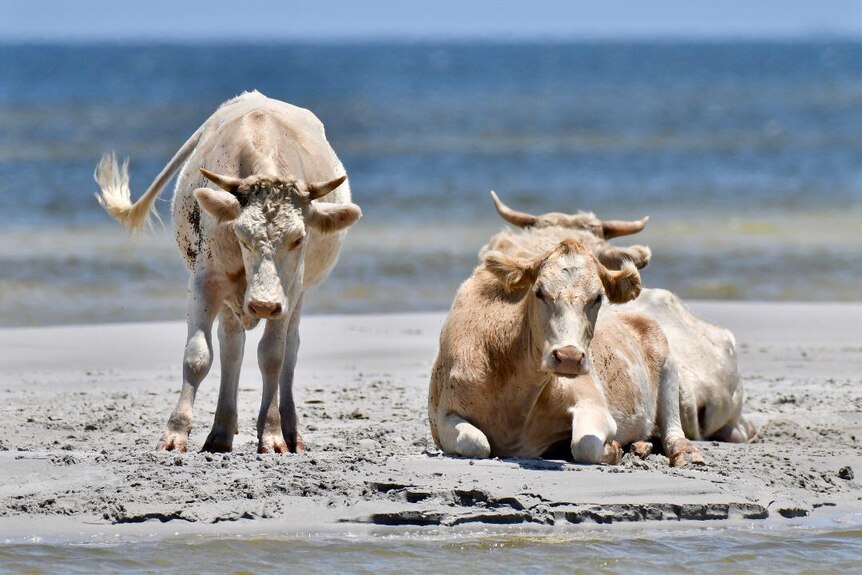 Two cows sit on a beach with water in the background