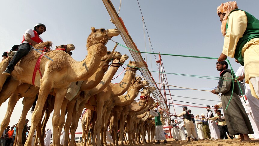 Jockeys hold camels steady at the starting line of a traditional camel race in Abu Dhabi.