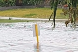 A street sign sitting in flooded water with grass behind.