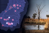 Scientists identify 'huge discrepancies' in water flows in the Murray-Darling Basin