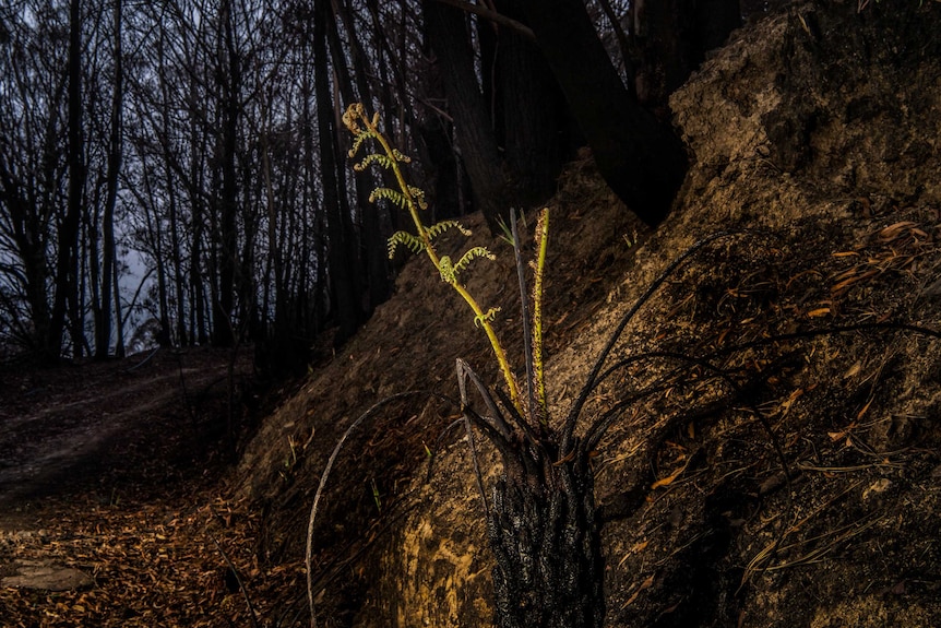 A streak of green against black.