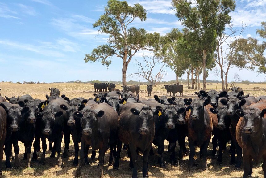 Herd of cattle in a paddock