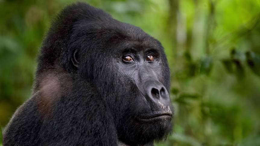 A close up headshot of a gorilla, which is looking at the camera.