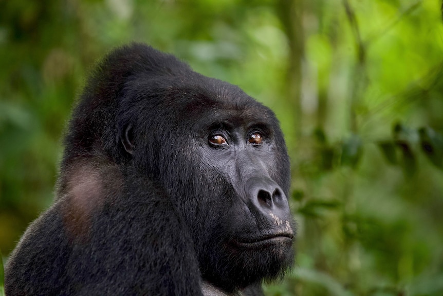 A close up headshot of a gorilla, which is looking at the camera.