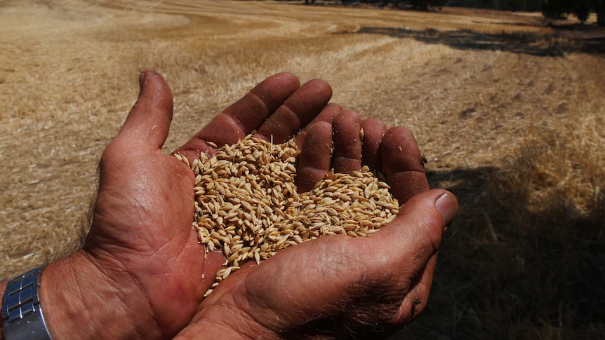 A farmer is holding a handful of grain with paddock in the background