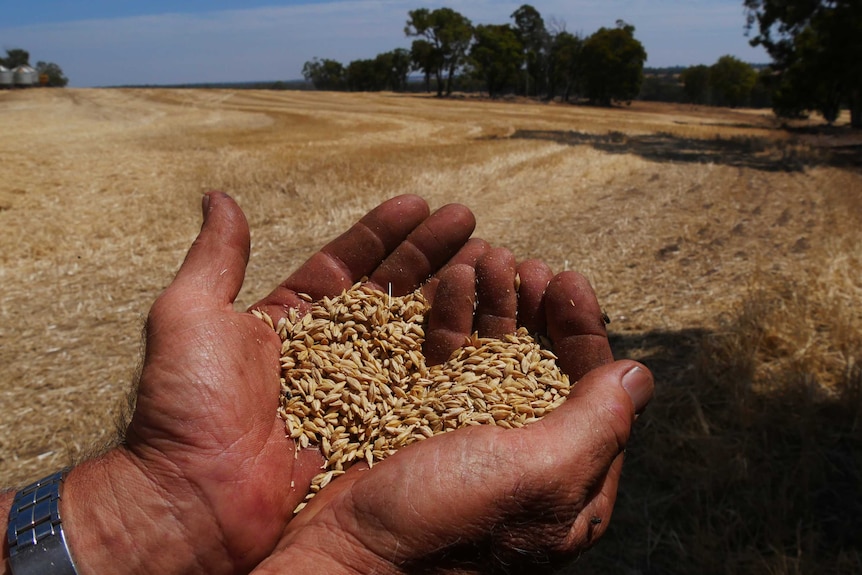 A farmer is holding a handful of grain with paddock in the background