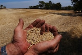 A farmer is holding a handful of grain with paddock in the background
