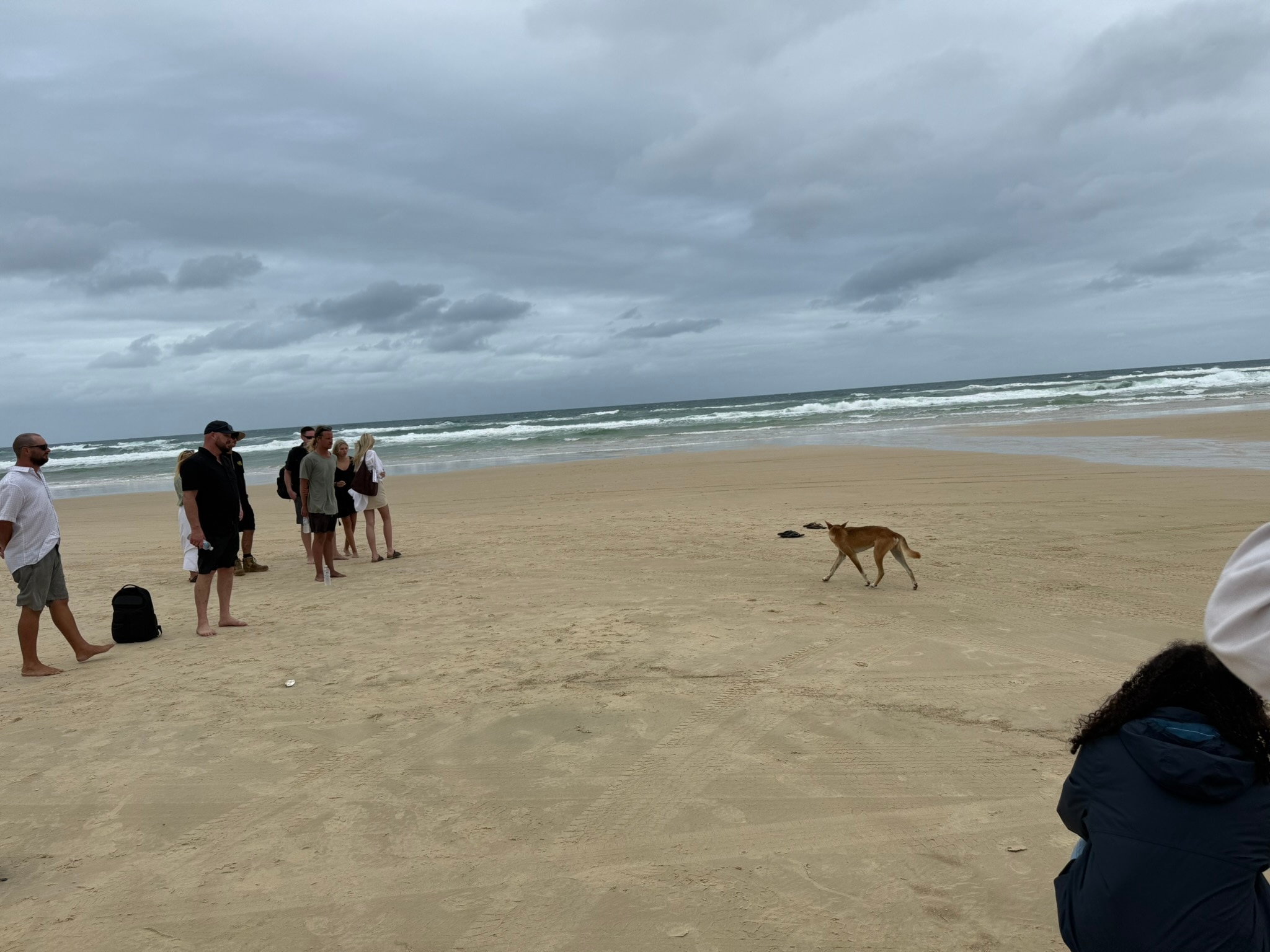 A dingo walks on sand past a group of people.