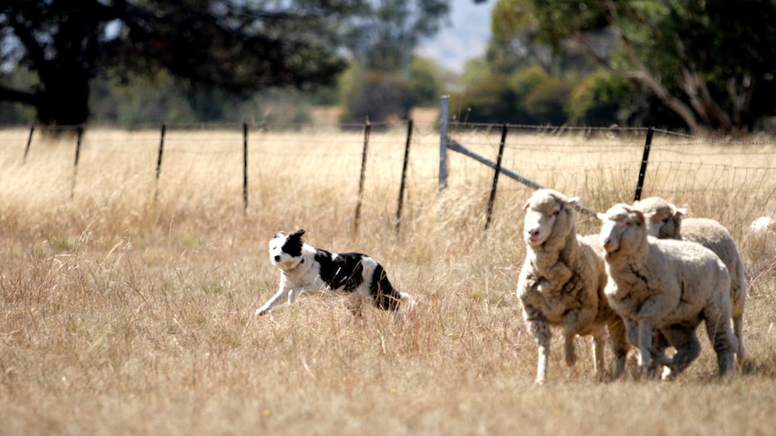 Top dog: the finals of the sheep dog trials will be held at Hall over the weekend