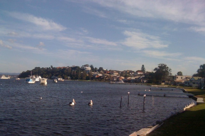 The edge of a lake with two pelicans and a number of boats moored, with houses on a headland overlooking the bay.