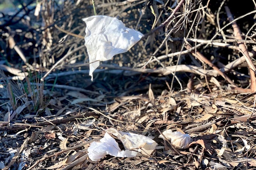 Dirty wet wipes are strewn in a low hanging branch of a tree and on the ground within a national park
