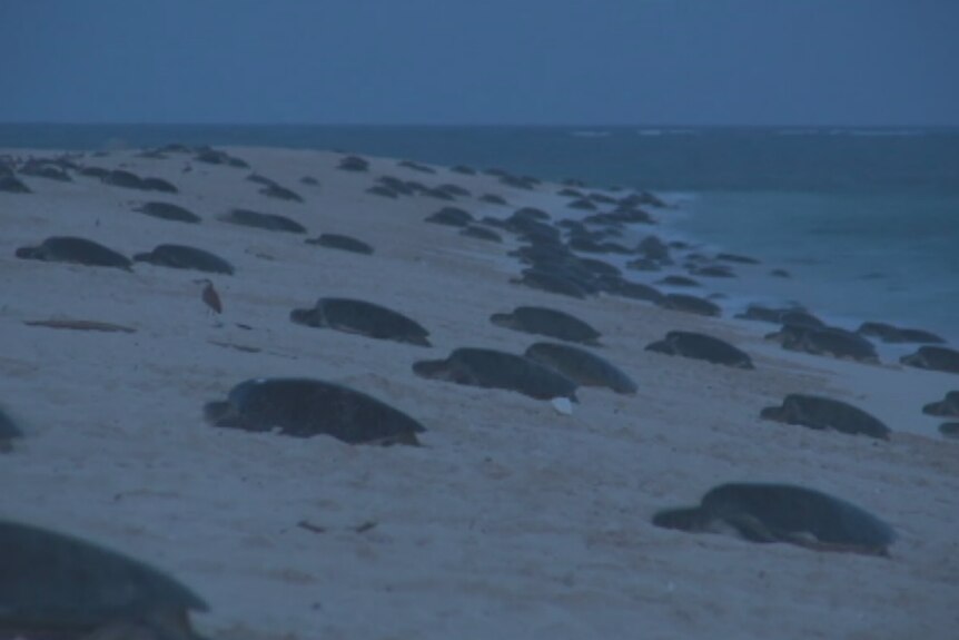 Turtles crawling onto Raine Island