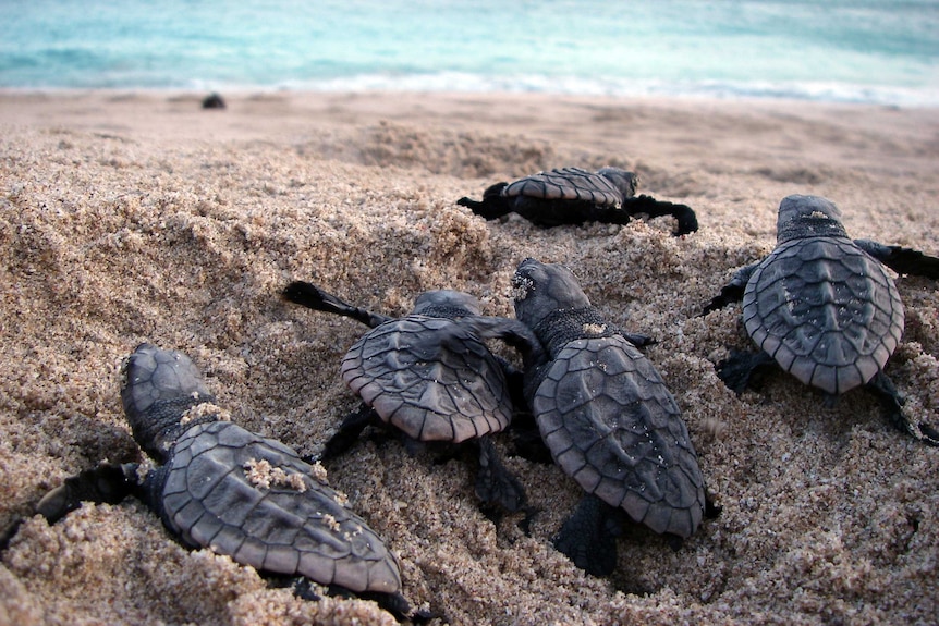 Loggerhead turtle hatchlings on Dirk Hartog Island move across the sand, towards the ocean.