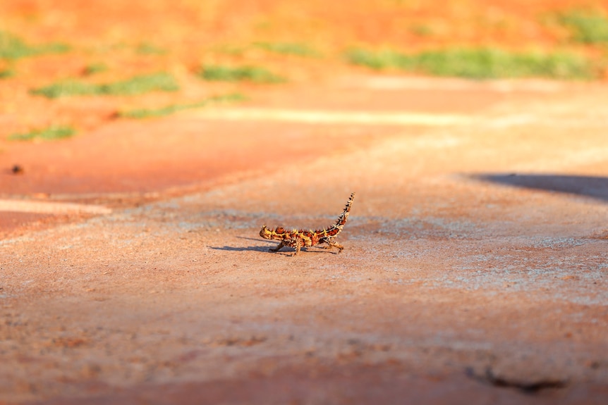A brightly coloured thorny devil insect crawls across a dusty football ground