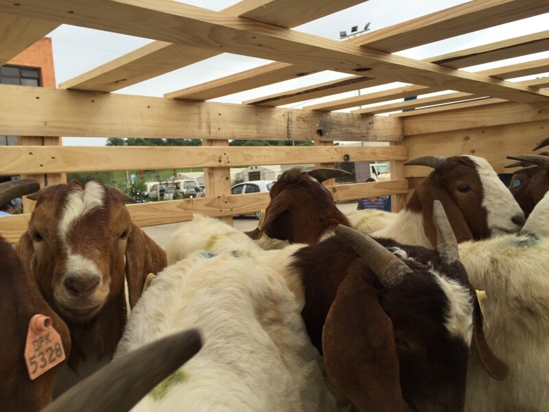 Goat breeding program sees Gippsland boers head to Nepal to sow their