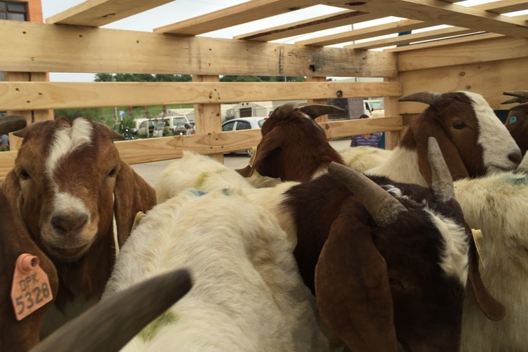 Gippsland Boer goats arrive in Nepal.