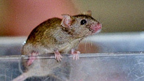 Mighty mouse: Altering a single gene can turn ordinary mice into marathon racers.