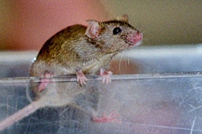 Mighty mouse: Altering a single gene can turn ordinary mice into marathon racers.