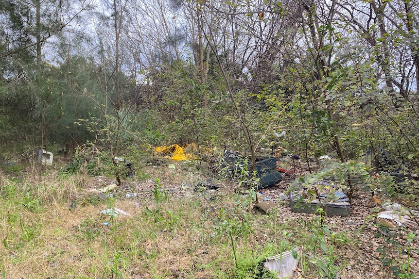 Bits of litter are scattered between saplings and weedy vegetation.