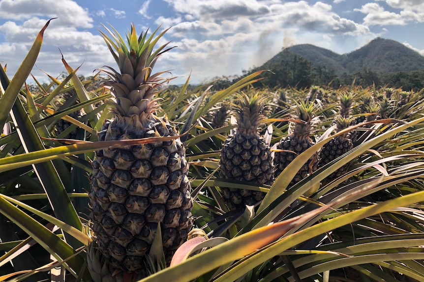 A close up of big pineapples in a field full of fruit with mountains in the distance.
