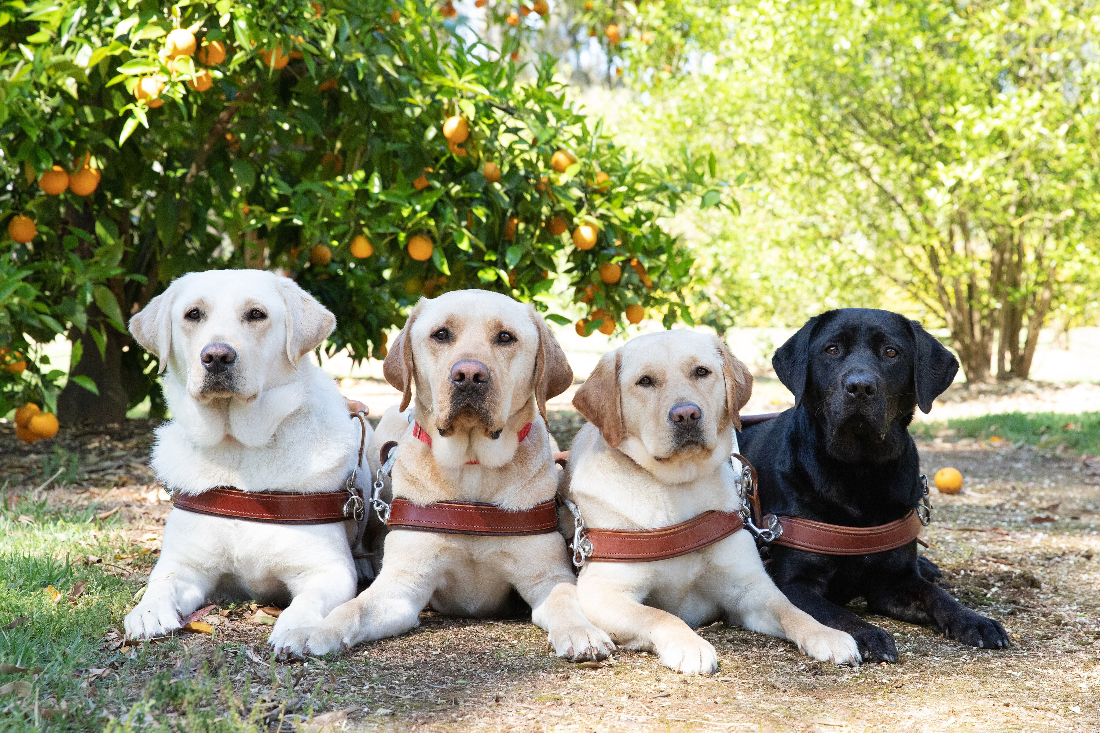 Guide dogs get the green light to visit Adelaide Zoo too - ABC listen